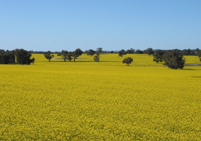 canola